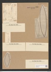 Surirella turgida W. Sm. (de-Toni-Nr.: Genus 53, Species 2237) Zeichnungen Sammlung Grunow Nr. 4664 (NHMW-BOT-W0372730)